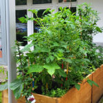 Ein hölzernes Hochbeet mit üppigen grünen Pflanzen, wahrscheinlich Tomaten, steht neben einem Gebäude des Familienzentrums mit großen Fenstern. An einer Pinnwand in der Nähe hängen bunte Zettel und Karten, die auf städtische Gartenprojekte hinweisen.